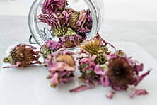 Echinacea - Echinacea purpurea